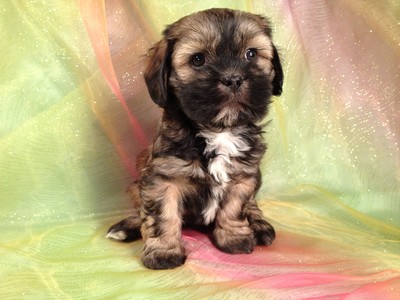 Female Bichon Lhasa Pup for sale Iowa Breeder